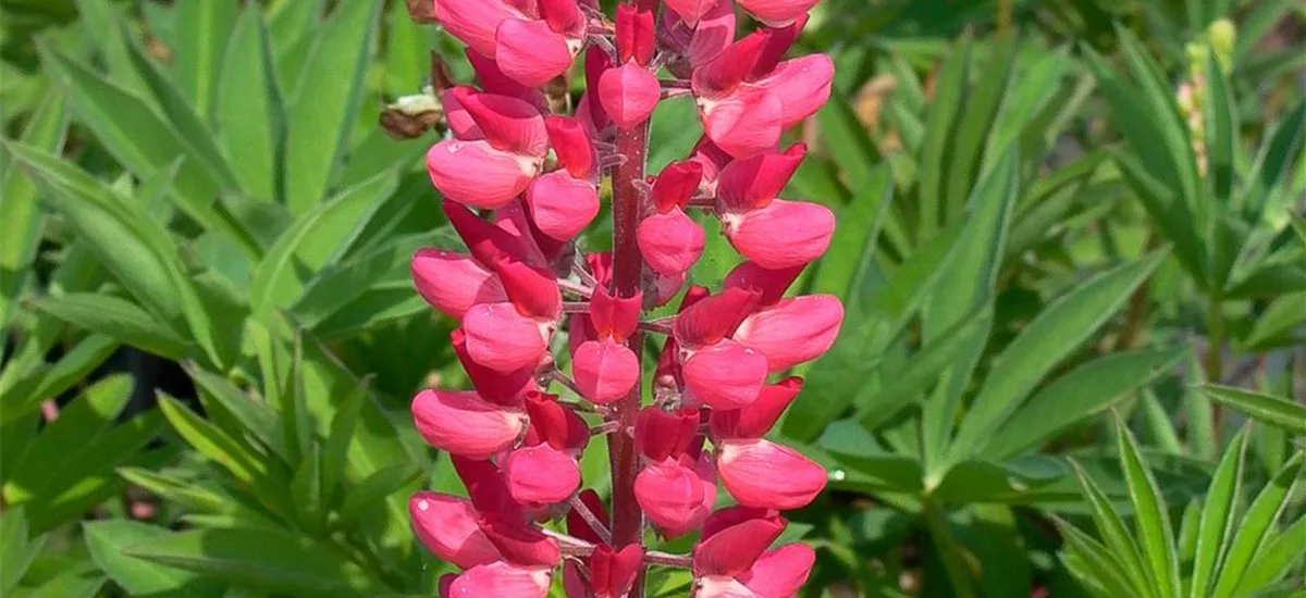 Hohe Lupine 'Edelknabe' 9 x 9 cm Topf 0,5 Liter