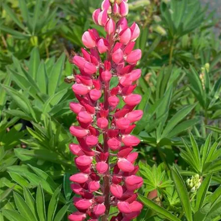 Hohe Lupine 'Edelknabe'