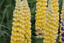 Garten-Lupine 'Desert Sun'®