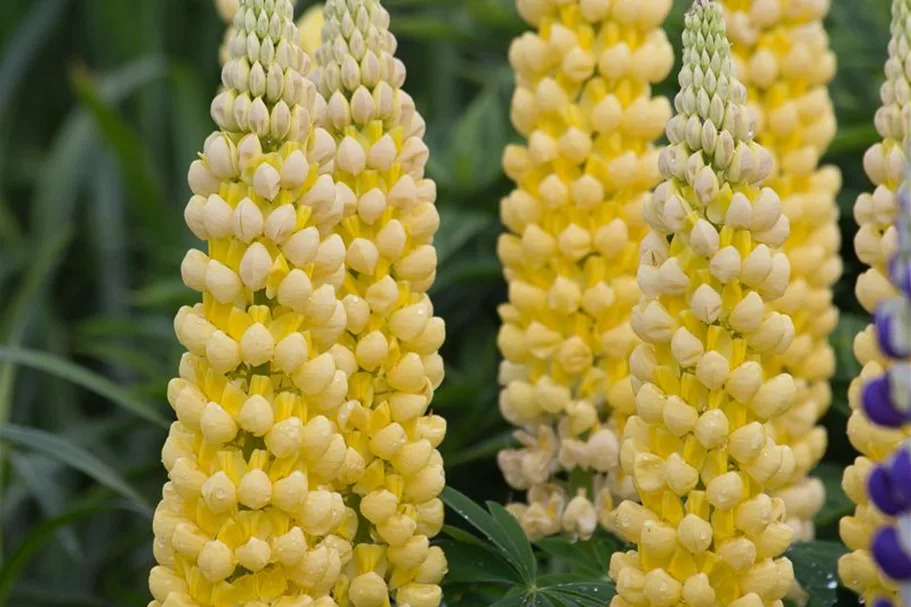 Garten-Lupine 'Desert Sun'®