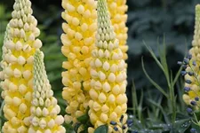 Garten-Lupine 'Desert Sun'®