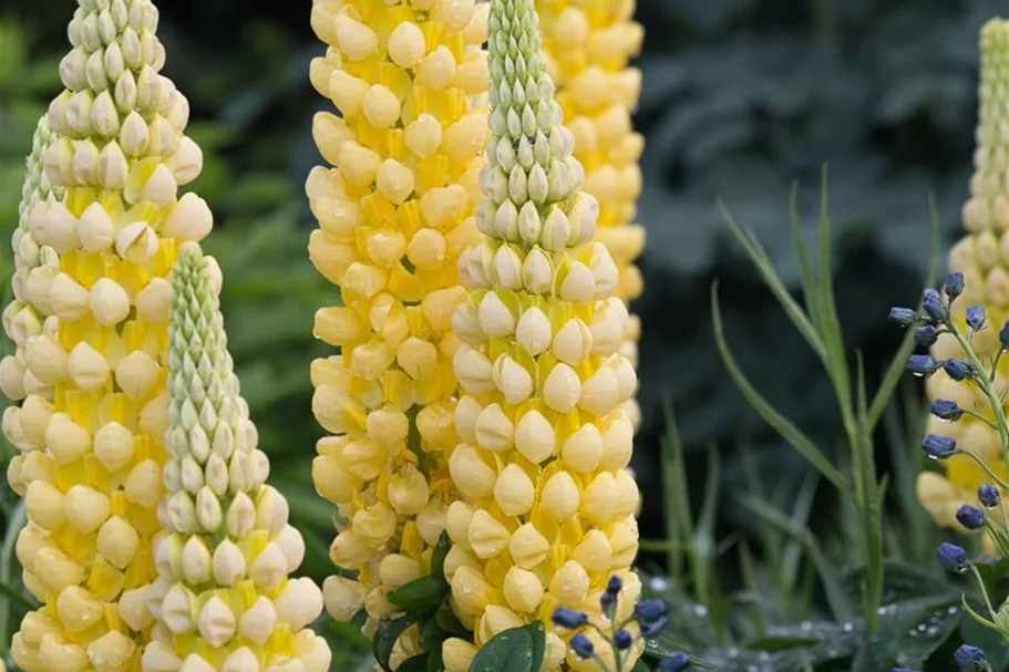 Garten-Lupine 'Desert Sun'®