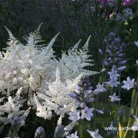 Frühe Prachtspiere 'Washington'