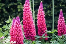 Garten-Lupine 'Towering Inferno'®