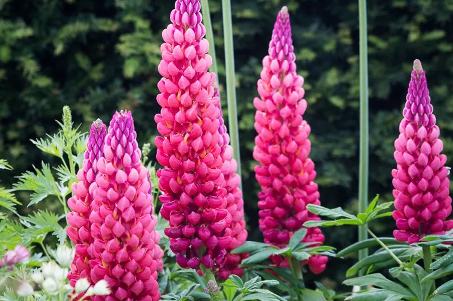 Garten-Lupine 'Towering Inferno'®