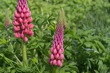 Garten-Lupine 'Towering Inferno'®