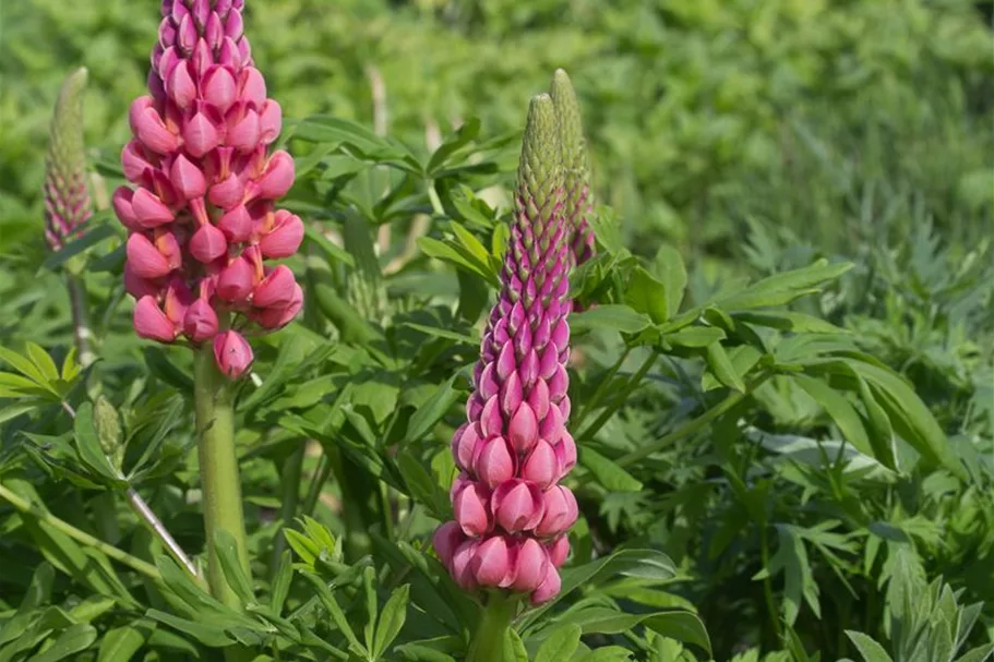 Garten-Lupine 'Towering Inferno'®