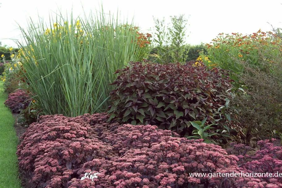 Graublaue Riesen-Rutenhirse 'Cloud Nine' 1 Liter Topf