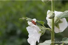 Feigenblättrige Stockrose 1 Liter Topf