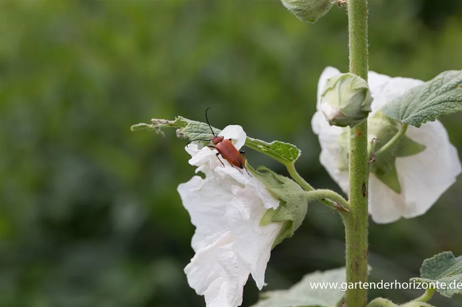 Feigenblättrige Stockrose 1 Liter Topf