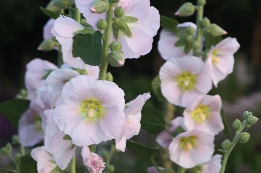 Feigenblättrige Stockrose 1 Liter Topf