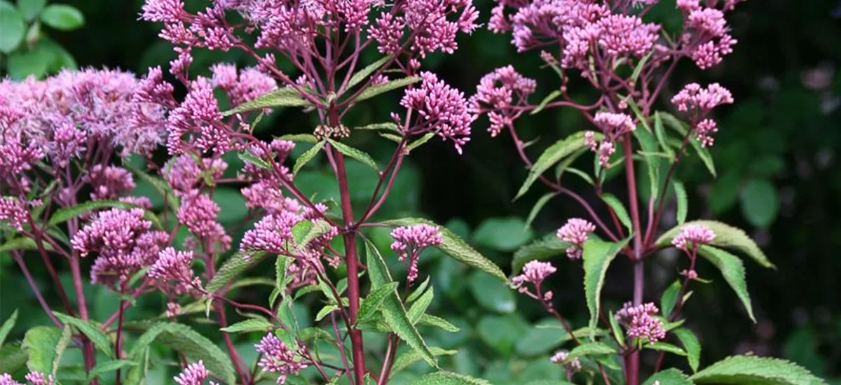 Großer Wasserdost 'Atropurpureum' 1 Liter Topf