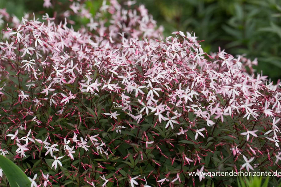 Dreiblattspiere 'Pink Profusion' 9 x 9 cm Topf 0,5 Liter