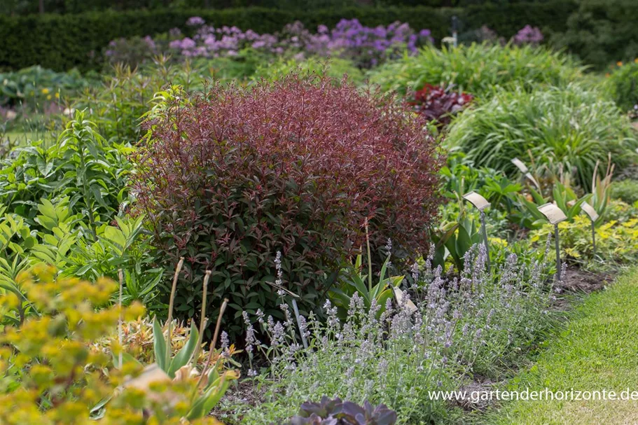 Dreiblattspiere 'Pink Profusion' 9 x 9 cm Topf 0,5 Liter