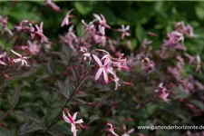 Dreiblattspiere 'Pink Profusion' 9 x 9 cm Topf 0,5 Liter