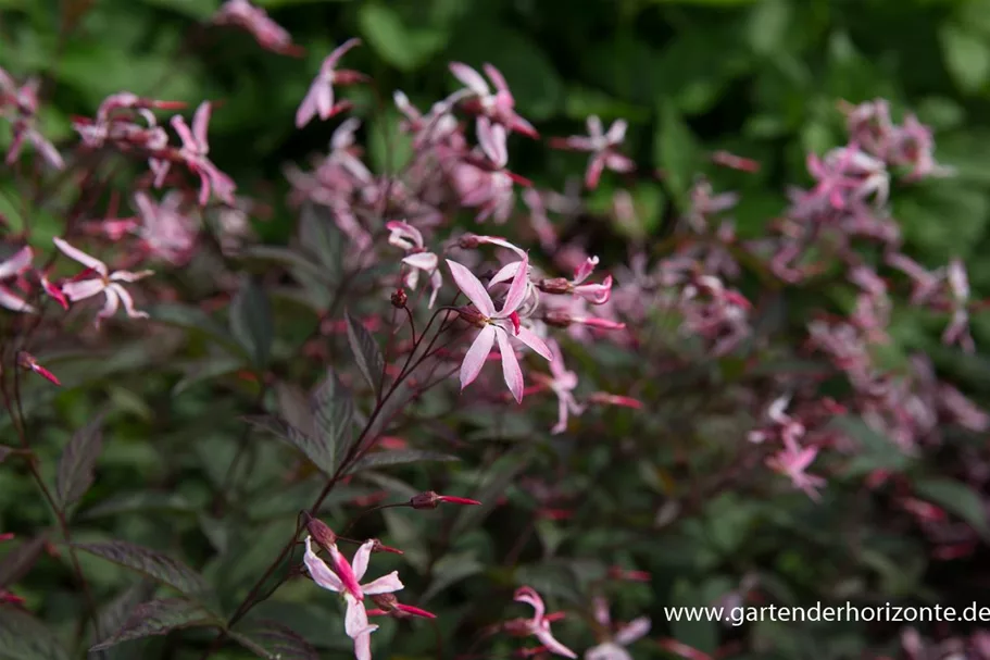 Dreiblattspiere 'Pink Profusion' 9 x 9 cm Topf 0,5 Liter