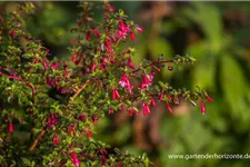 Fuchsie kleinblättrig 0,5 Liter Topf