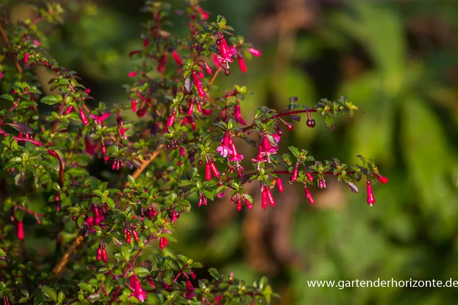 Fuchsie kleinblättrig 0,5 Liter Topf