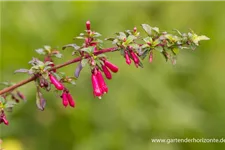 Fuchsie kleinblättrig 0,5 Liter Topf