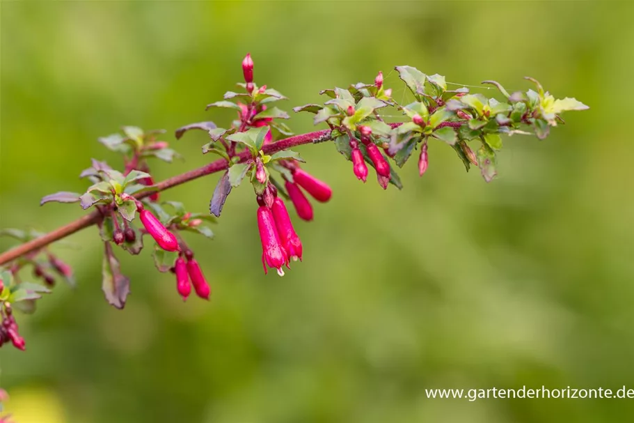 Fuchsie kleinblättrig 0,5 Liter Topf