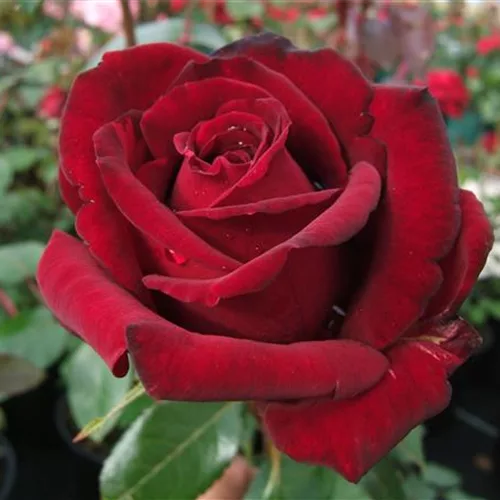 Edelrosen'Ingrid Bergman'®