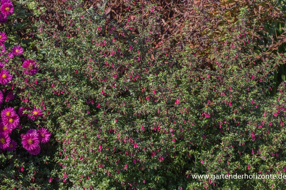 Fuchsie kleinblättrig 0,5 Liter Topf