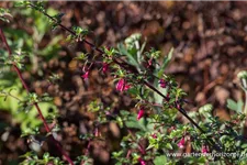 Fuchsie kleinblättrig 0,5 Liter Topf