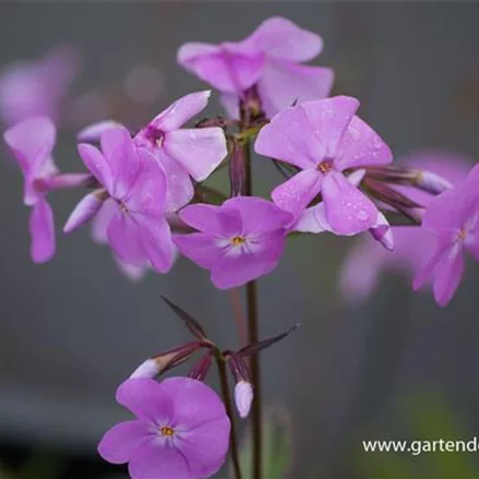 Dreiblütige Flammenblume 'Bill Baker'