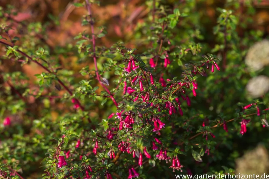 Fuchsie kleinblättrig 0,5 Liter Topf