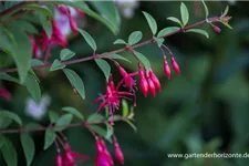 Fuchsie 'Vitalo' 0,5 Liter Topf