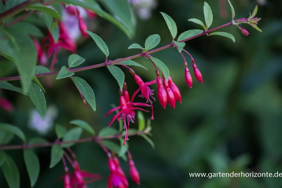 Fuchsie 'Vitalo' 0,5 Liter Topf