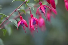 Fuchsie 'Vitalo' 0,5 Liter Topf