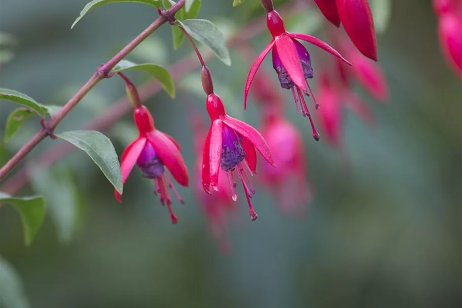 Fuchsie 'Vitalo' 0,5 Liter Topf