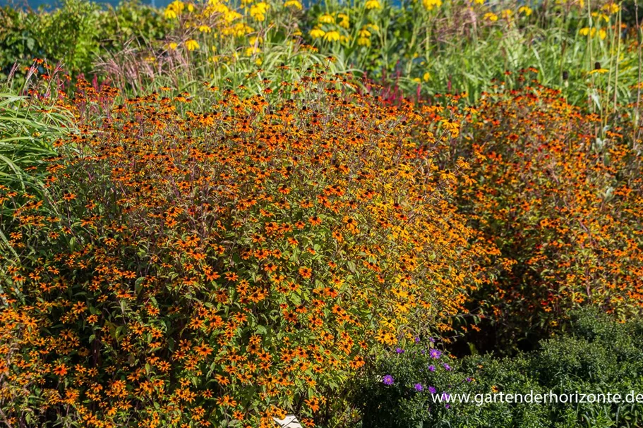 Dreilappiger Sonnenhut 'Prairie Glow' 9 x 9 cm Topf 0,5 Liter