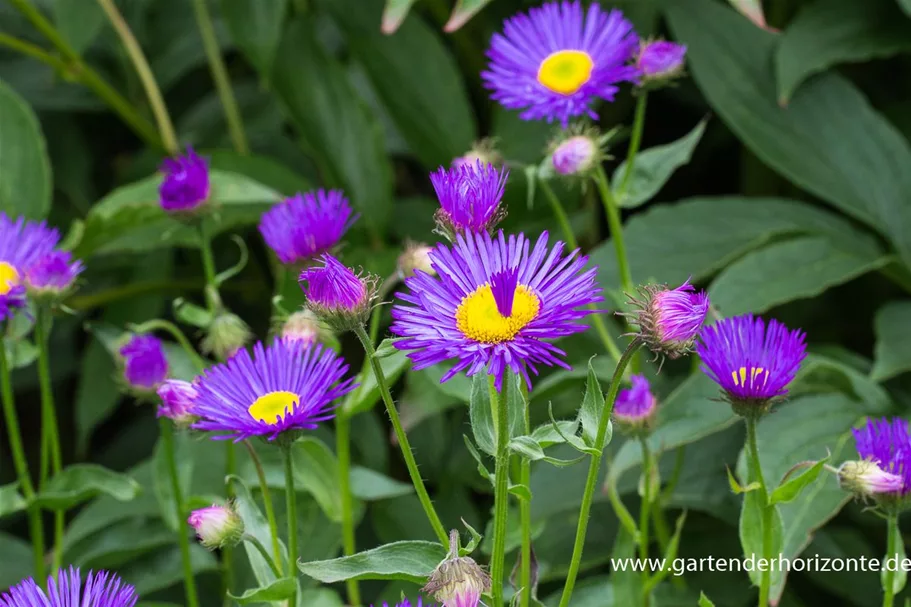 Feinstrahl-Aster 'Dunkelste Aller' 9 x 9 cm Topf 0,5 Liter