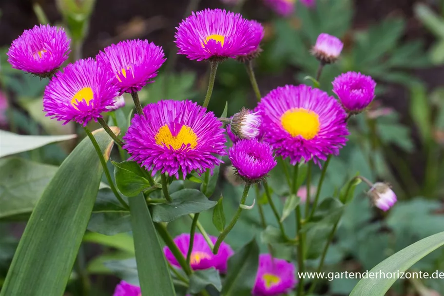 Feinstrahl-Aster 'Foersters Liebling' 9 x 9 cm Topf 0,5 Liter