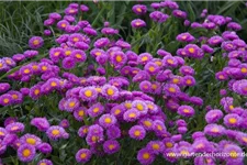 Feinstrahl-Aster 'Foersters Liebling' 9 x 9 cm Topf 0,5 Liter