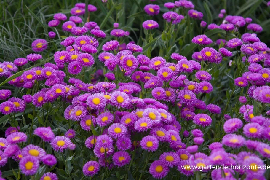 Feinstrahl-Aster 'Foersters Liebling' 9 x 9 cm Topf 0,5 Liter