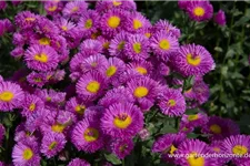 Feinstrahl-Aster 'Rotes Meer' 9 x 9 cm Topf 0,5 Liter