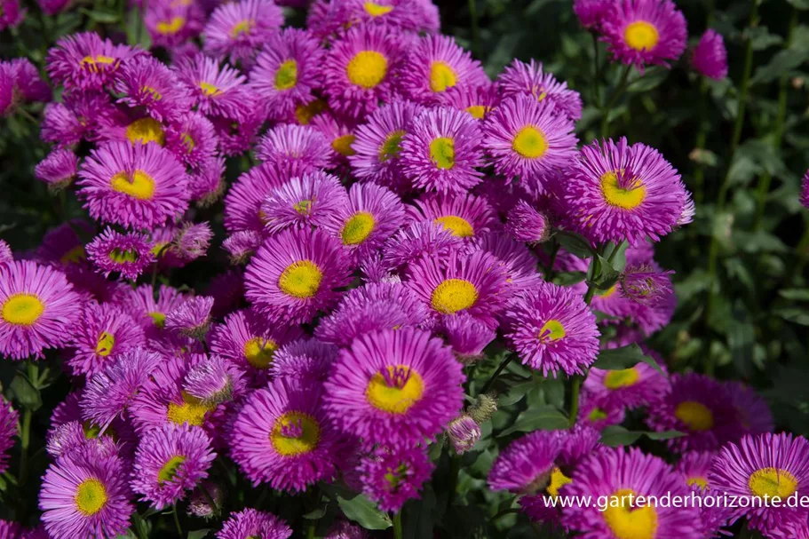 Feinstrahl-Aster 'Rotes Meer' 9 x 9 cm Topf 0,5 Liter