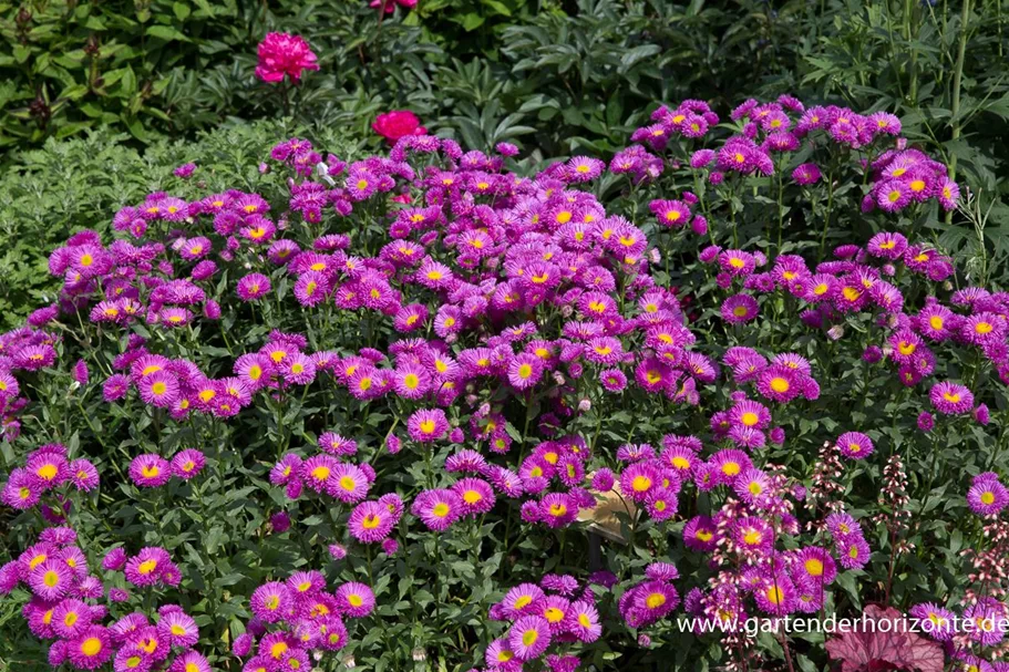 Feinstrahl-Aster 'Rotes Meer' 9 x 9 cm Topf 0,5 Liter