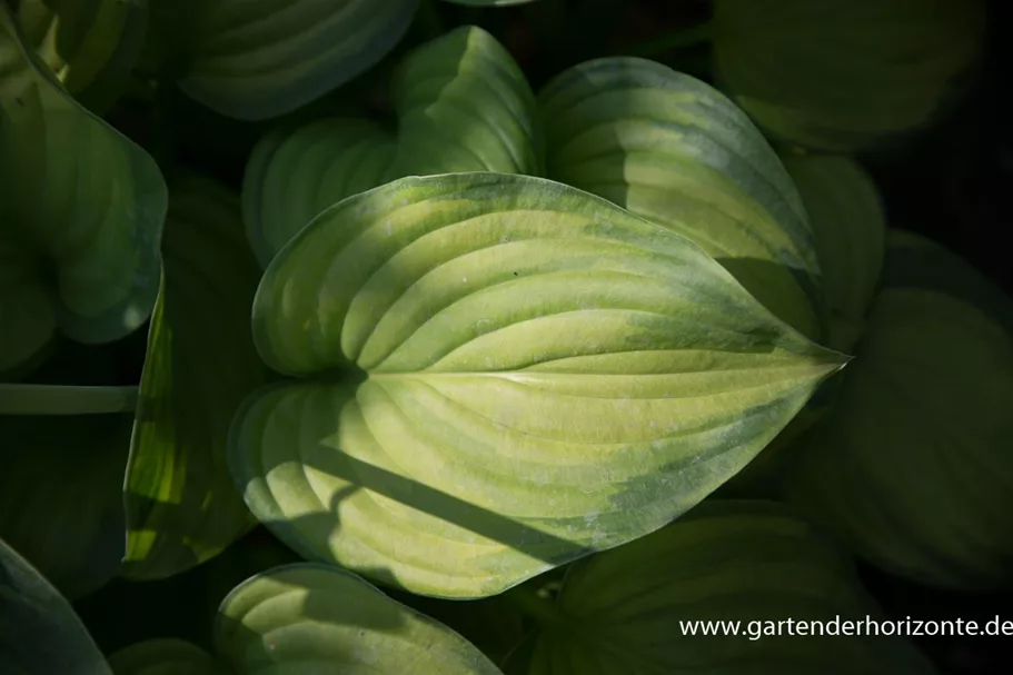 Duftende Grünrand-Gold-Funkie 'Guacamole' 1,3 Liter Topf