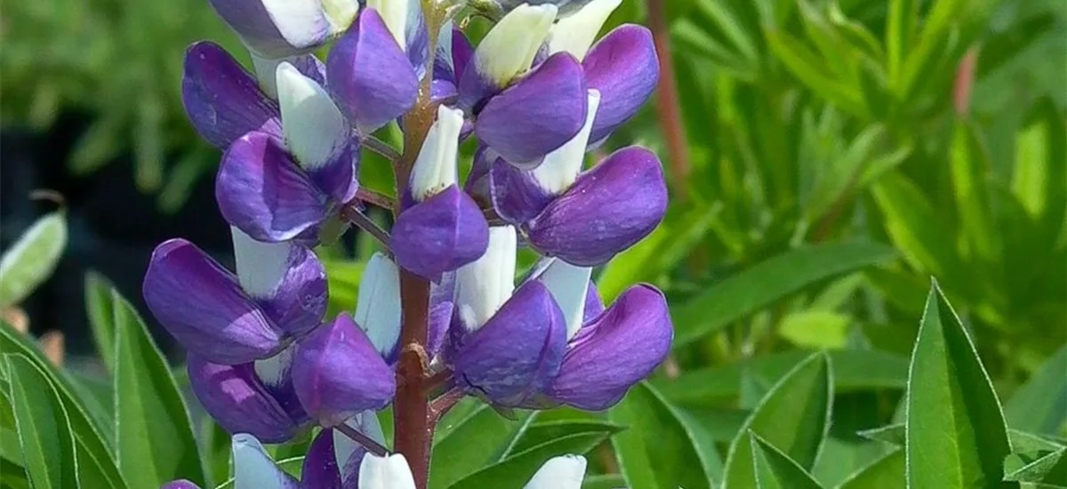 Hohe Lupine 'Kastellan' 9 x 9 cm Topf 0,5 Liter