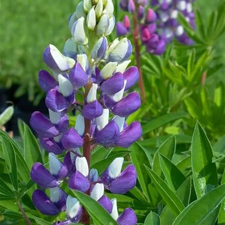 Hohe Lupine 'Kastellan'