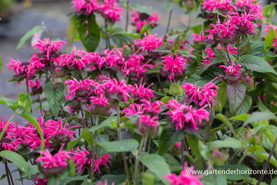 Niedrige Indianernessel 'Pink Lace' 1 Liter Topf