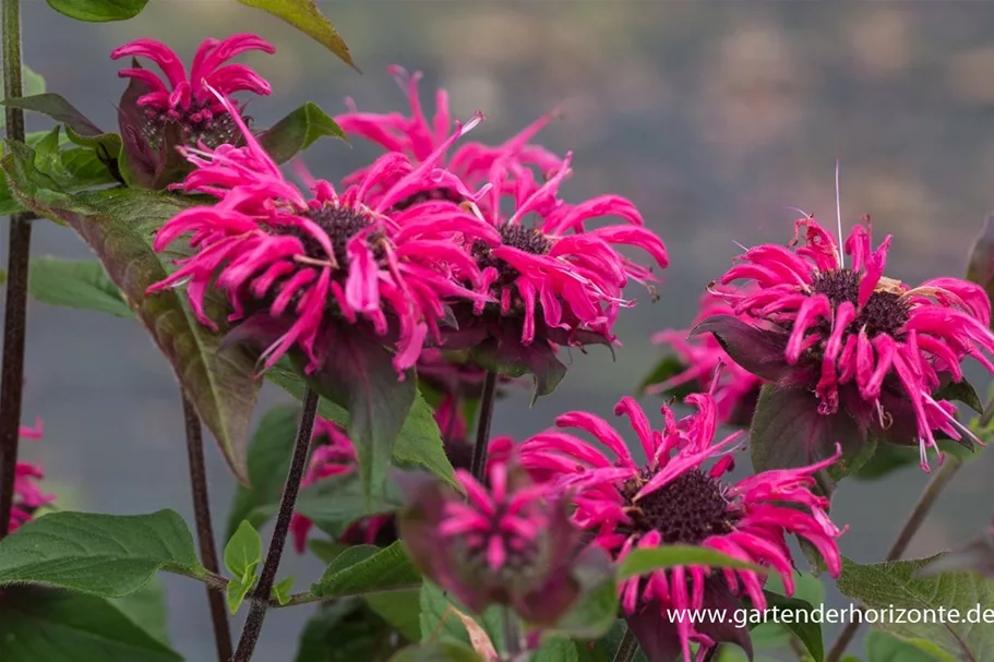 Niedrige Indianernessel 'Pink Lace' 1 Liter Topf