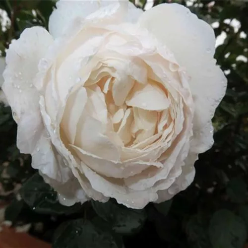 Heckenrose 'Desdemona'®