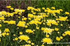 Großblumige Sommer-Margerite 'Goldfinch'