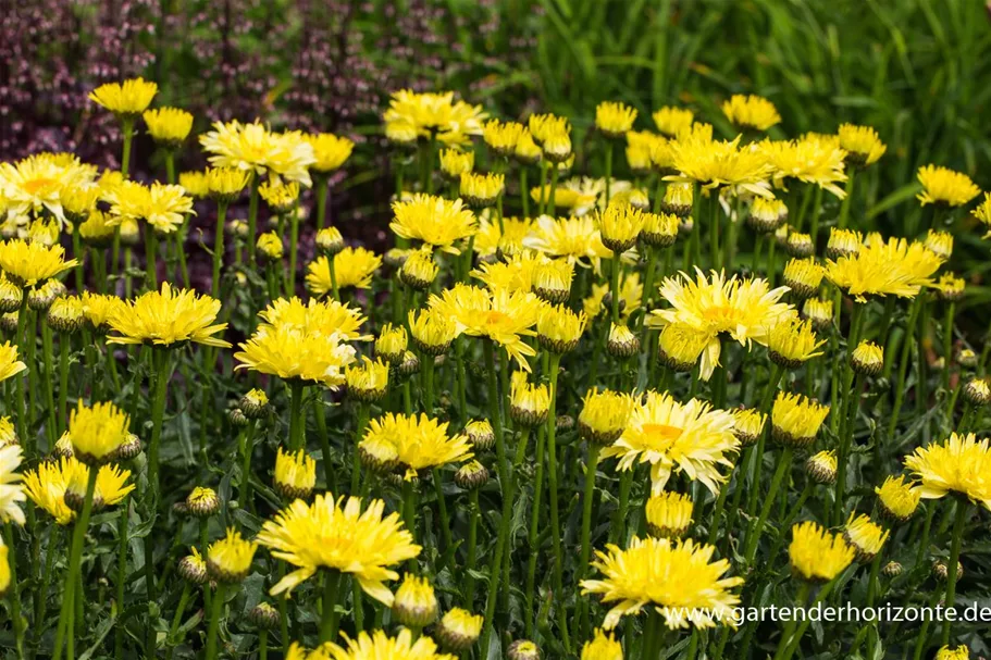 Großblumige Sommer-Margerite 'Goldfinch'