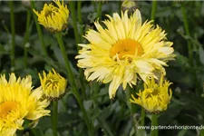 Großblumige Sommer-Margerite 'Goldfinch'